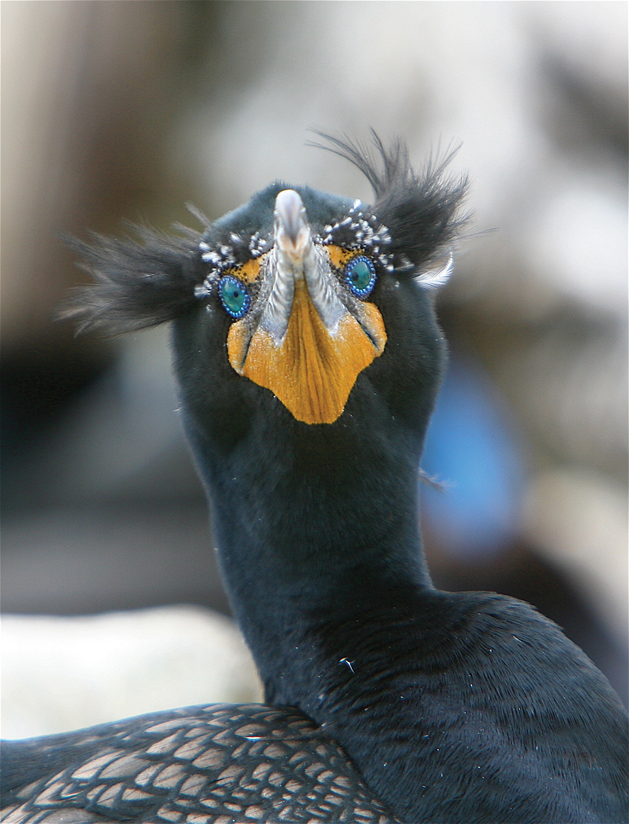 Cormorants of Marblehead Island Maine Boats Homes & Harbors